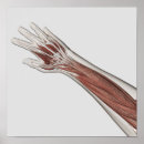 Search for muscular anatomy posters Biomedical illustrations