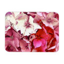 Search for hydrangeas magnets Plants
