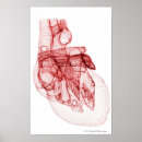 Search for parts of the heart posters Body