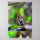 Search for bug eyes posters Animal