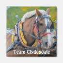 Search for draught magnets Clydesdale