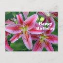 Search for stargazer lily birthday cards Pink