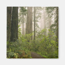 Search for redwood national park magnets Sequoia