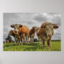 Search for herd posters Agriculture