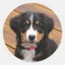 Search for berners stickers Dogs