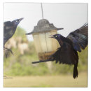 Search for crow tiles Ravens