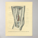 Search for blood vessels posters Anatomy