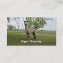 Search for shearing Alpaca
