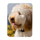Search for labradoodle magnets Alert