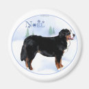 Search for bernese mountain magnets Animals