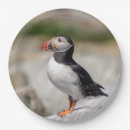 Search for puffin plates Animal