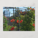 Search for auguste postcards Garden