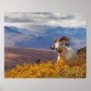 Search for ovis posters Sheep