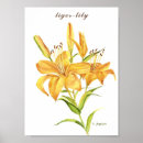 Search for tiger lily posters Flower