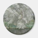 Search for white blossoms magnets Branches