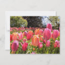 Search for tulip easter postcards Pink tulips