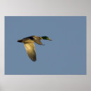 Search for mallards posters Flying
