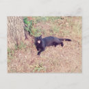 Search for yawn postcards Feline
