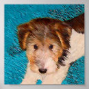 Search for fox terrier posters Wft