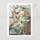 Search for haeckel postcards Hummingbirds