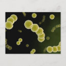 Search for pneumonia postcards Streptococcus pneumoniae