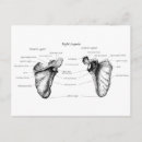 Search for human bones postcards Anatomy