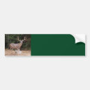 Search for deer bumper stickers Buck