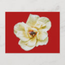 Search for bee painting postcards Nature