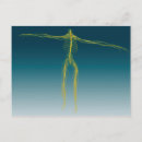 Search for nervous system postcards Horizontal