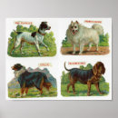 Search for dog breed posters Dogs