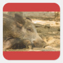 Search for wild boar stickers Animal