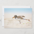 Search for baby chick thank you cards Animals in the wild