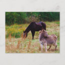 Search for donkeys postcards Burro