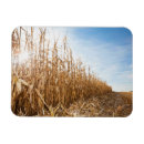 Search for corn magnets Field