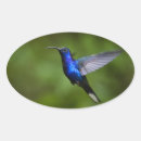 Search for hummingbirds stickers Animals