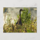 Search for sandhill postcards Photography