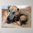 Search for great dane posters Pet