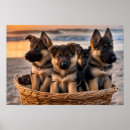 Search for german shepherd posters Beach