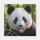 Search for giant square magnets Bamboo