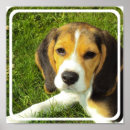 Search for beagle posters Pet