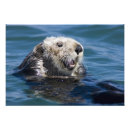 Search for otter art Aquatic