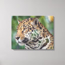 Search for jaguar canvas prints Wild