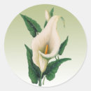 Search for calla lily stickers Flowers