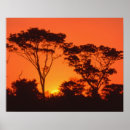 Search for africa silhouette posters Sunrise