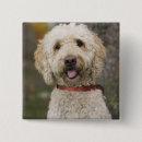Search for labradoodles badges Animal