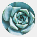 Search for closeups closeup stickers Plant