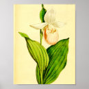 Search for lady slipper posters Pink