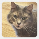 Search for cat photo stickers Photography