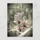 Search for moths postcards Flowers