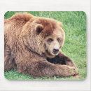 Search for big bear electronics Bears